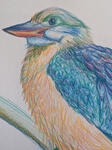 Kookaburra, colored pencil