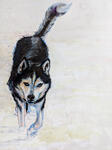 Husky, mixed media